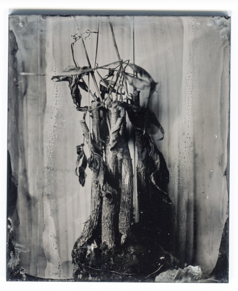 Wet plate Collodion